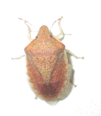 Humria bimaculicollis