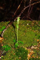 Pterostylis scabrida