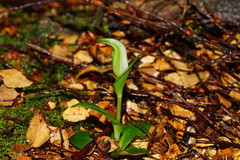 Pterostylis scabrida