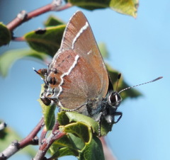 Callophrys spinetorum