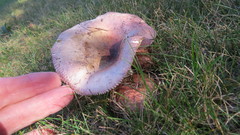 Russula silvicola