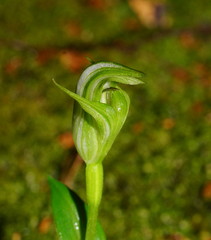 Pterostylis scabrida