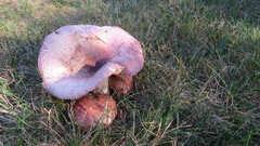 Russula silvicola