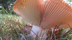 Russula silvicola