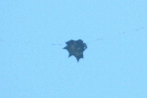 Black-and-white Spiny Spider photo 5