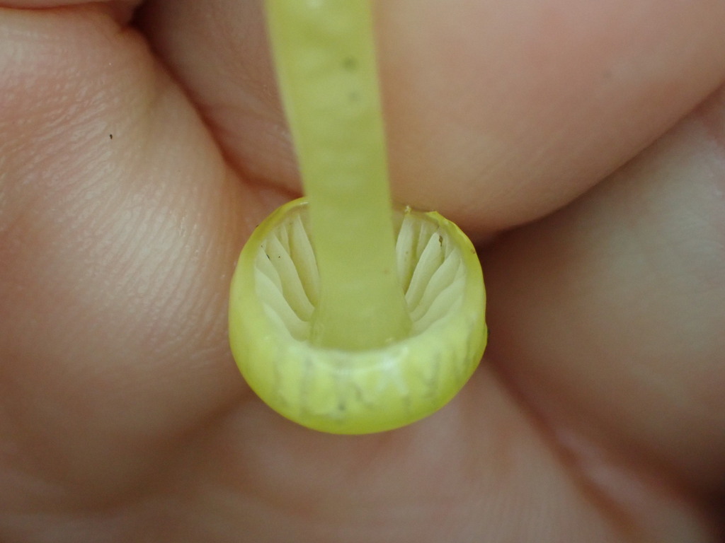 Gliophorus luteoglutinosus