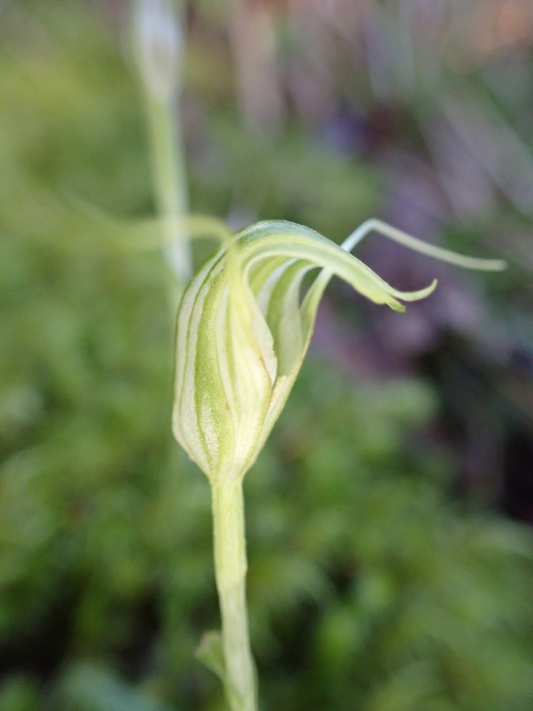 Pterostylis trullifolia