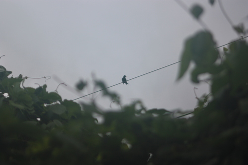 Black Bulbul (Hypsipetes leucocephalus), photo 7