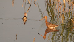 Limosa limosa