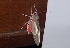 Bertholdia detracta