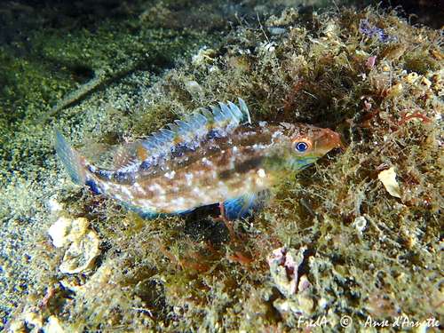 Grey Wrasse, photo 2 of 8