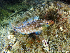 Grey Wrasse photo 2