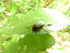 Poecilesthus suturalis