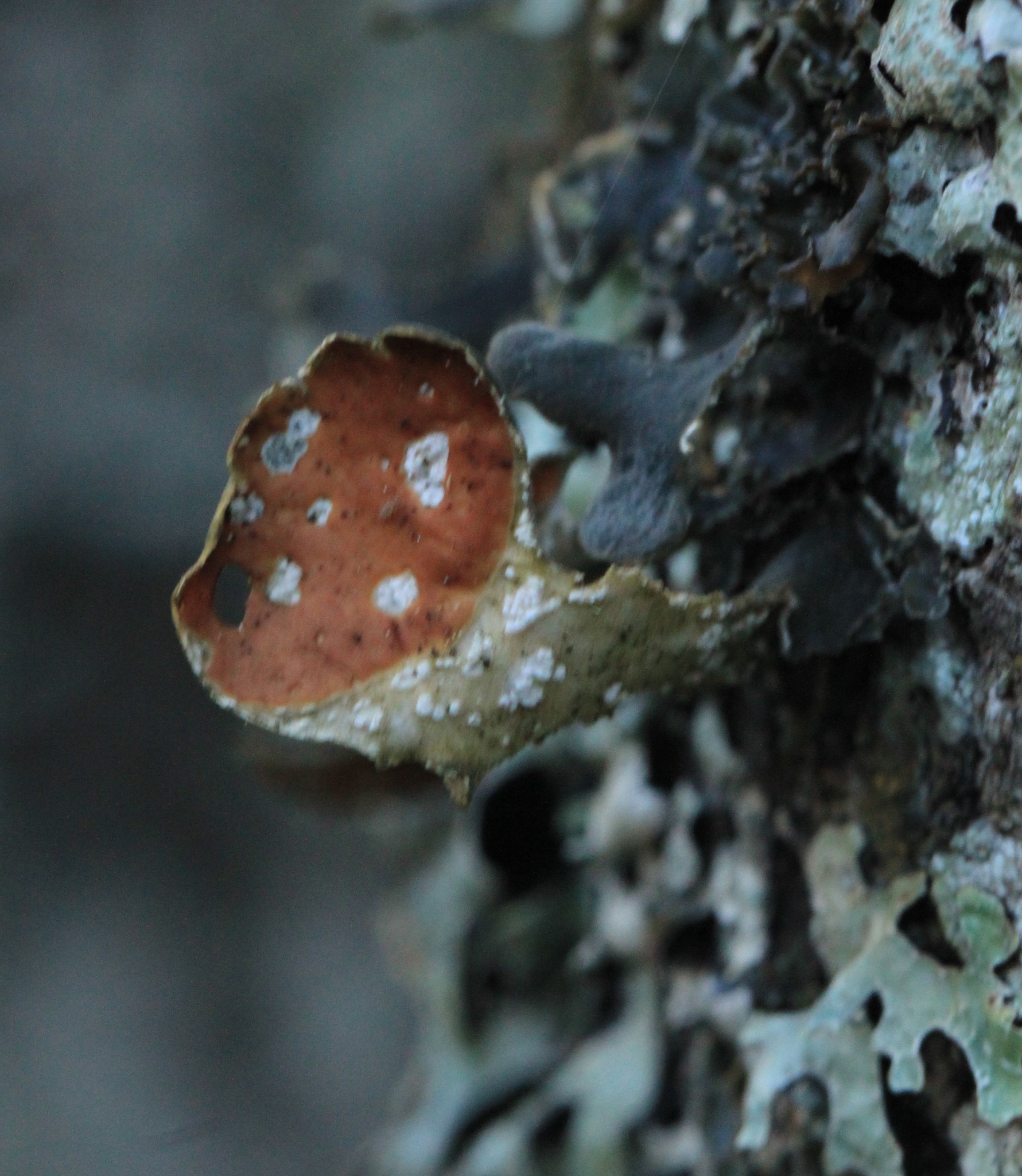 Nephroma helveticum image
