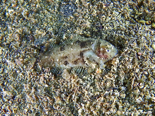 Whiskered sole (Monochirus hispidus) — Soleidae — 4