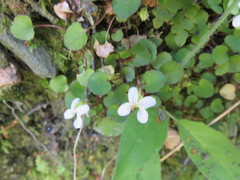 Viola filicaulis