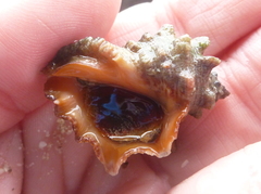 Neorapana tuberculata