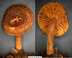 Inocybe densipruinosa