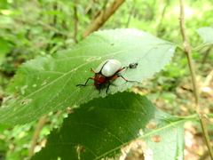 Poecilesthus suturalis