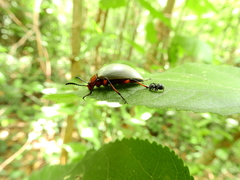 Poecilesthus suturalis