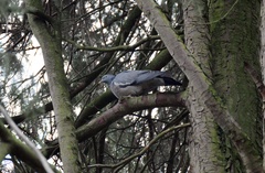 Columba palumbus