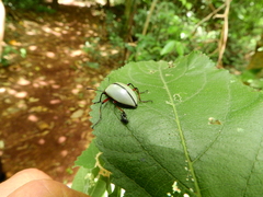 Poecilesthus suturalis