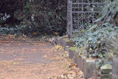 Oryctolagus cuniculus