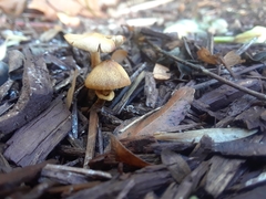 Agaricineae