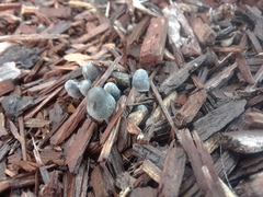 Mycena