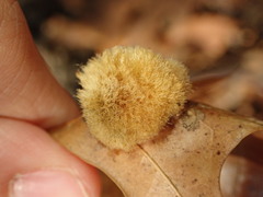 Callirhytis infuscata
