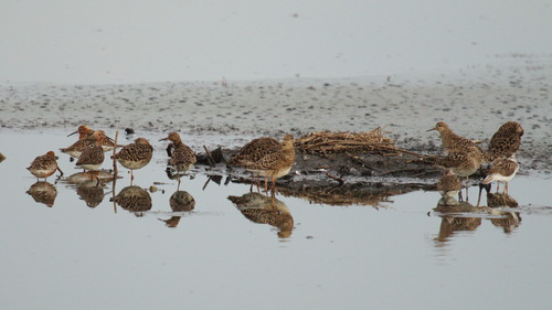 Correlimos zarapitín (Calidris ferruginea)