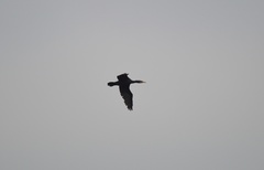 Phalacrocorax carbo