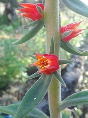 Echeveria coccinea