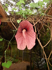 Aristolochia gigantea