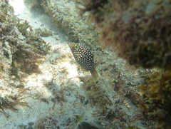 Canthigaster punctatissima