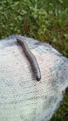 Ommatoiulus lusitanus