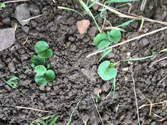 Dichondra donelliana