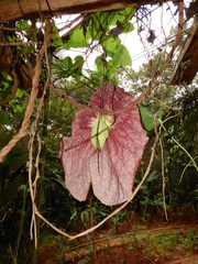 Aristolochia gigantea