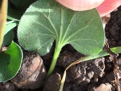 Dichondra donelliana