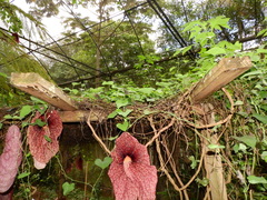 Aristolochia gigantea