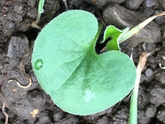 Dichondra donelliana