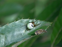 Bijoaraneus komachi