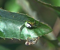 Bijoaraneus komachi