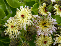 Sonchus grandifolius
