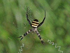 Argiope amoena