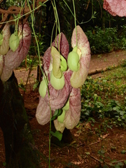 Aristolochia gigantea