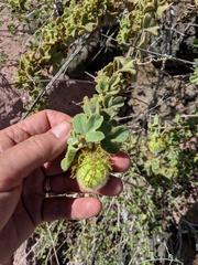 Passiflora fruticosa