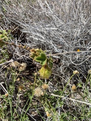 Passiflora fruticosa