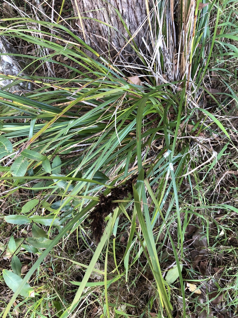 Red-berried Saw-sedge from Cootharaba, QLD, AU on May 27, 2023 at 04:08 ...