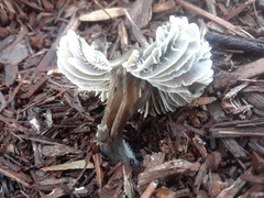 Mycena